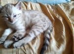 Moxie's Seal Lynx Point Boy - Bengal Cat For Sale - Buellton&comma; CA&comma; US