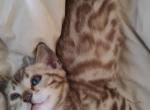 Moxie's Snow Mink Girl - Bengal Cat For Sale - Buellton&comma; CA&comma; US