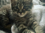 Tri colored male Maine coon - Maine Coon Cat For Sale - Kent&comma; WA&comma; US