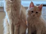 Edward - Maine Coon Cat For Sale - Staten Island&comma; NY&comma; US
