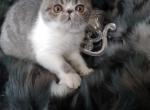 Jazebel - Exotic Cat For Sale - Lemont&comma; IL&comma; US