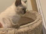 Female seal point kitten - Siamese Cat For Sale - Philadelphia&comma; PA&comma; US