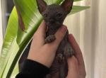 Elk - Sphynx Cat For Sale - Columbus&comma; OH&comma; US