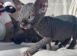 Elka & Chester - Sphynx Cat For Sale - Columbus&comma; OH&comma; US