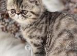 Mary - Exotic Cat For Sale - Vancouver&comma; WA&comma; US