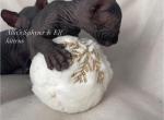 Elk&Ches - Sphynx Cat For Sale - Columbus&comma; OH&comma; US