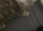 Galaxy - Ragamuffin Cat For Sale - Oklahoma City&comma; OK&comma; US