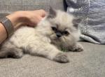 lucas - Himalayan Cat For Sale - Barrington&comma; IL&comma; US