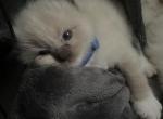 Sarava Ragdolls November Litter - Ragdoll Cat For Sale - Central Nyack&comma; NY&comma; US