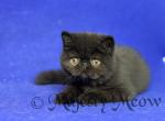Jaggy - Exotic Cat For Sale - Yucca Valley&comma; CA&comma; US