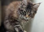 Diana - Maine Coon Cat For Sale - Staten Island&comma; NY&comma; US