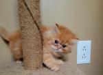 Louie - Persian Cat For Sale - Muscle Shoals&comma; AL&comma; US