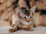 Tobby - Abyssinian Cat For Sale - Brooklyn&comma; NY&comma; US