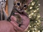 F3 male blue collar - Bengal Cat For Sale - Litchfield&comma; IL&comma; US