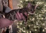 Female bengal F3 yellow collar - Bengal Cat For Sale - Litchfield&comma; IL&comma; US