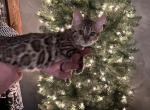 F3 Female purple collar - Bengal Cat For Sale - Litchfield&comma; IL&comma; US