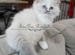 Male - Ragdoll Cat For Sale - Lakeland&comma; FL&comma; US