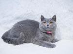 Lexi - British Shorthair Cat For Sale - WA&comma; US