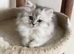 Sonia - Scottish Straight Cat For Sale - Brooklyn&comma; NY&comma; US