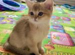 Eva - Scottish Straight Cat For Sale - New York&comma; NY&comma; US