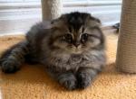 Jim - Scottish Fold Cat For Sale - New York&comma; NY&comma; US