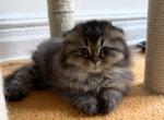 Jim - Scottish Fold Cat For Sale - Brooklyn&comma; NY&comma; US