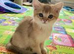 Eva - Scottish Straight Cat For Sale - Brooklyn&comma; NY&comma; US