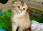 Ronny - Scottish Fold Cat For Sale - Brooklyn&comma; NY&comma; US
