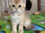Sebastian - British Shorthair Cat For Sale - New York&comma; NY&comma; US