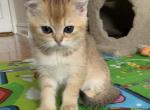 Sebastian - British Shorthair Cat For Sale - Brooklyn&comma; NY&comma; US