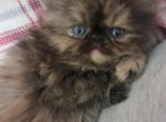 Lola - Persian Cat For Sale - Houston&comma; TX&comma; US