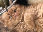 Orange - Persian Cat For Sale - Houston&comma; TX&comma; US