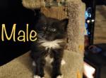 Black and white Male Maine coon - Maine Coon Cat For Sale - Kent&comma; WA&comma; US