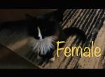 Female Maine coon black & white - Maine Coon Cat For Sale - Kent&comma; WA&comma; US