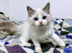 Jerry - Ragdoll Cat For Sale - Tuscaloosa&comma; AL&comma; US