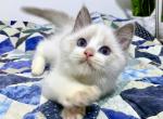 Jasper - Ragdoll Cat For Sale - Tuscaloosa&comma; AL&comma; US