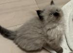 2 Ragdoll Himalayan Male Kittens - Ragamuffin Cat For Sale - Ojai&comma; CA&comma; US