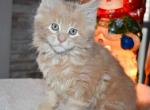Litter Colossians - Maine Coon Cat For Adoption - Manchester&comma; NH&comma; US