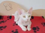 Willy - Devon Rex Cat For Sale - CA&comma; US
