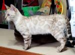 Marie Snow Lynx Female - Bengal Cat For Sale - Bradner&comma; OH&comma; US
