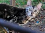 Avatar Snow Marbled Female - Bengal Cat For Sale - Bradner&comma; OH&comma; US