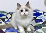 Biggie - Ragdoll Cat For Sale - Tuscaloosa&comma; AL&comma; US