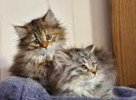 Holiday Treasure - Siberian Cat For Sale - Somerset&comma; NJ&comma; US