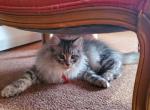 Best Friend - Siberian Cat For Sale - Somerset&comma; NJ&comma; US