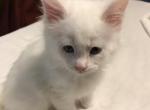 Eddie - Maine Coon Cat For Sale - Chipley&comma; FL&comma; US