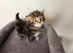 Beauty - Siberian Cat For Sale - Chelsea&comma; MA&comma; US