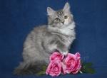 PAULINKA IZ TVERSKOGO KNYAZHESTVA - Siberian Cat For Sale - NY&comma; US