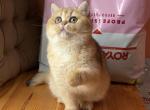 Nonna - British Shorthair Cat For Sale - Wheeling&comma; IL&comma; US