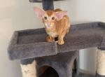 Sunflower - Oriental Cat For Sale - Brooklyn&comma; NY&comma; US