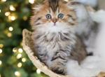 DUTCHESS - Scottish Fold Cat For Sale - Fontana&comma; CA&comma; US